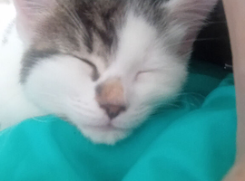 2 white and tabby boys 10 wks old