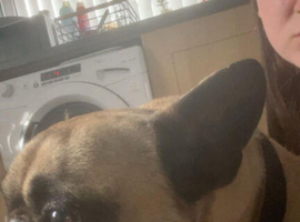 French bulldog