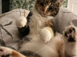 4 year old calico queen