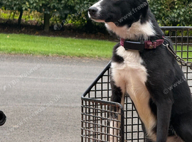 Failed sheepdog looking for quiet/ active pet home