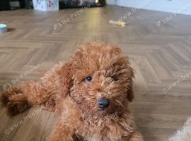 Male mini poodle