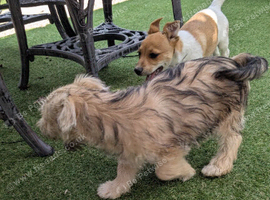 Jack Russell rare colours only two left reduced