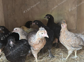Pure Breed large fowl female chickens