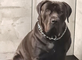 Boerboel for stud