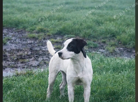 Smooth Jack Russell bitch