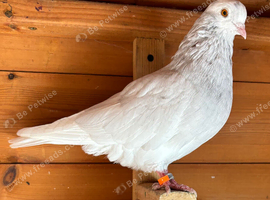 TUMBLER PIGEONS