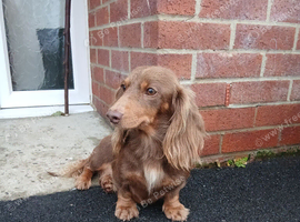 Long haired chocolate and tan female miniture dachshund
