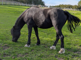Well bred section C cob type filly.