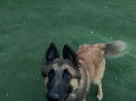 Belgian mal/turvuren 2YEARS OLD