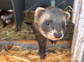 Last years hob ferret