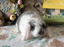 Mini lop babies for sale