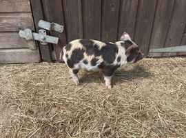 Kune kune piglets for sale