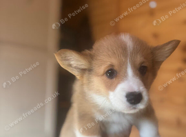 Kc Pembroke corgi puppies