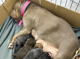 MICRO BULLY PUPPIES ️