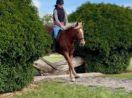 Stunning 14.3 chestnut gelding, supersafe 3 1/2 yr old