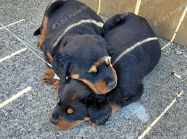 Rottweilers