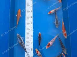 High grade koi carp 6-8inches &pound;15-&pound;25