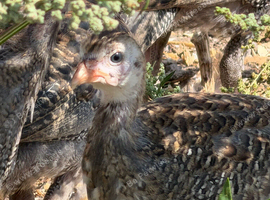 Guineafowl Keets for sale