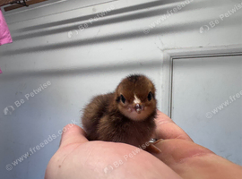 Rhode Island Red bantam chicks