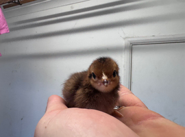 Rhode Island Red bantam chicks