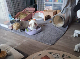 2 house rabbits for rehoming