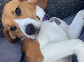 Beagle to go to a loving home