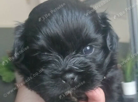 Imperial shihtzu LAST GIRL&boy