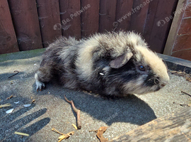 Adult 9 months male guinea pigs