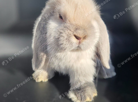Pure mini lop bunnies