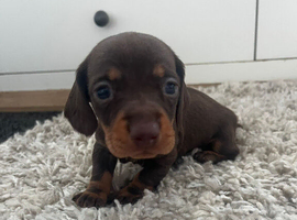 Dachshund puppies for sale