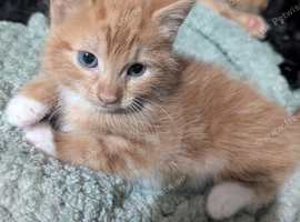 Beautiful litter of kittens ready soon