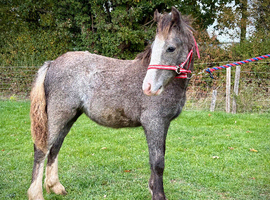 Pretty Welsh C x Cob Filly