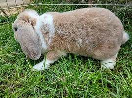 Baby rabbit