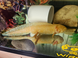 2x axolotls