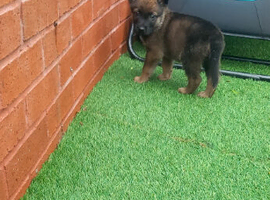 male Belgian malinois