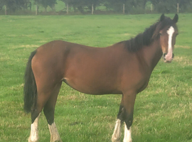 Welsh section D 2yo filly