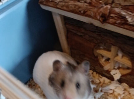Syrian hamster