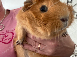 8month ginger Guinea pig