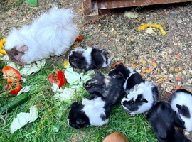 Beautiful baby guineapigs