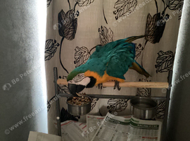 Gold macaw