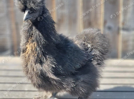 Silkie cockerel