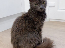2 &times; British Longhair Adult Cats