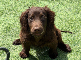 Sprocker pup 6 months old