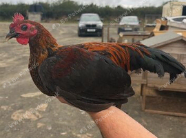 Game birds