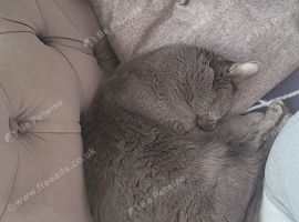 1 male grey cat.
