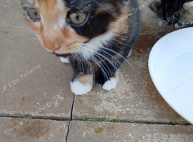 KITTENS FOR SALE