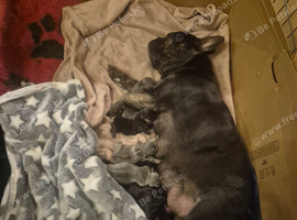 Beautiful French bulldog puppies