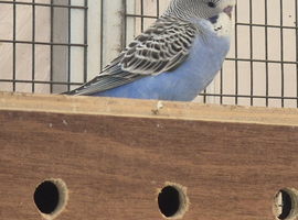 Young Budgies