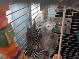 6 years old african grey