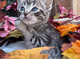 RAGDOLL CROSS KITTENS